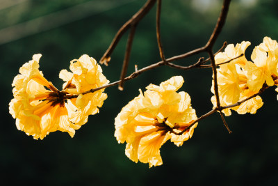 黄花风铃木