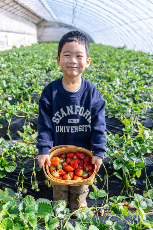 一个小男孩在采摘园抱着一篮子草莓