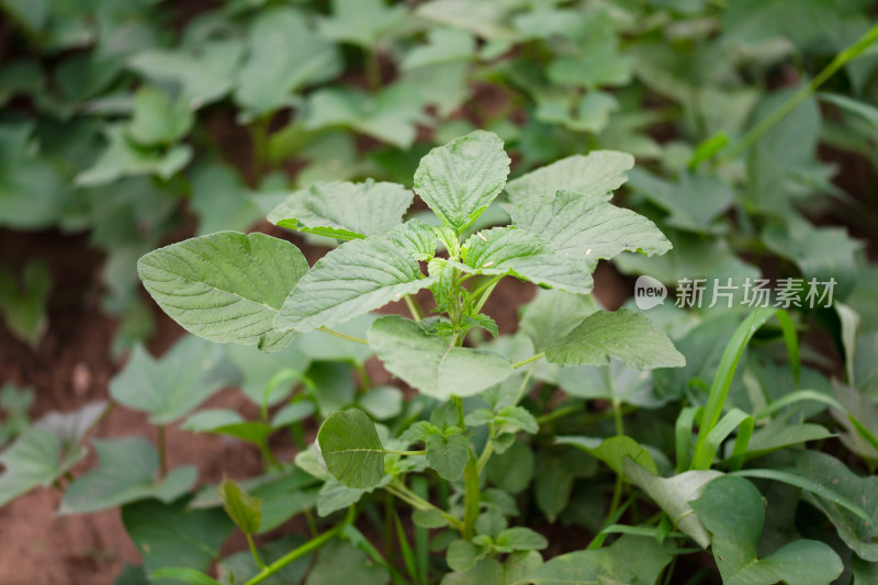 自然生长的野苋菜特写镜头