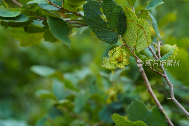 中国东北八月份的山榛子