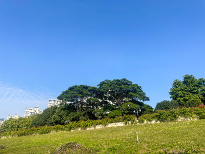 绿草如茵树木茂盛的户外自然景观