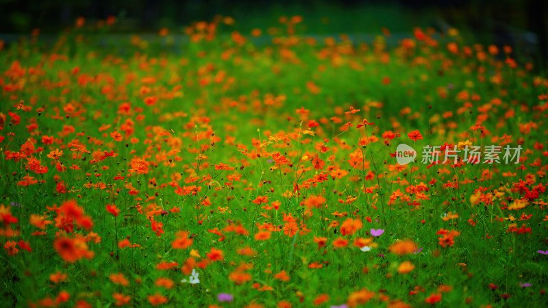 唯美格桑花花丛