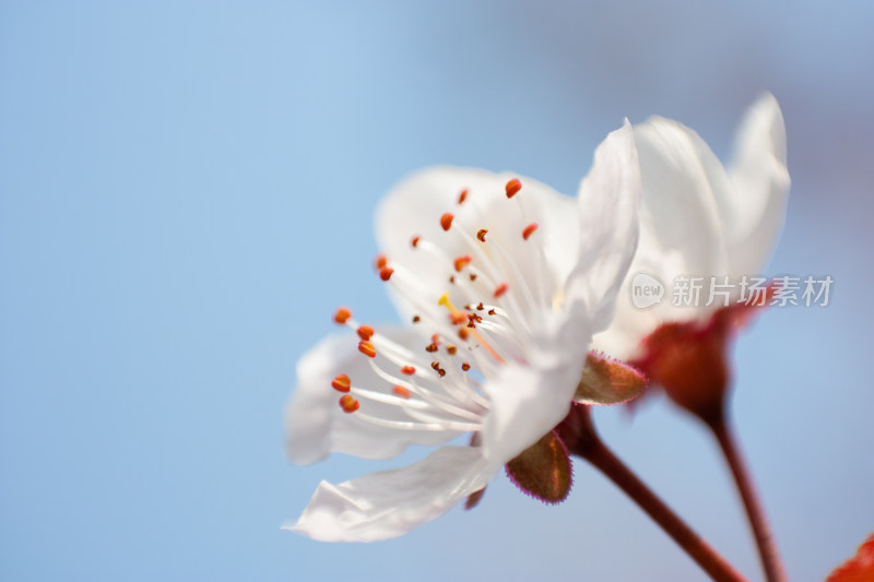 盛开的洁白花朵