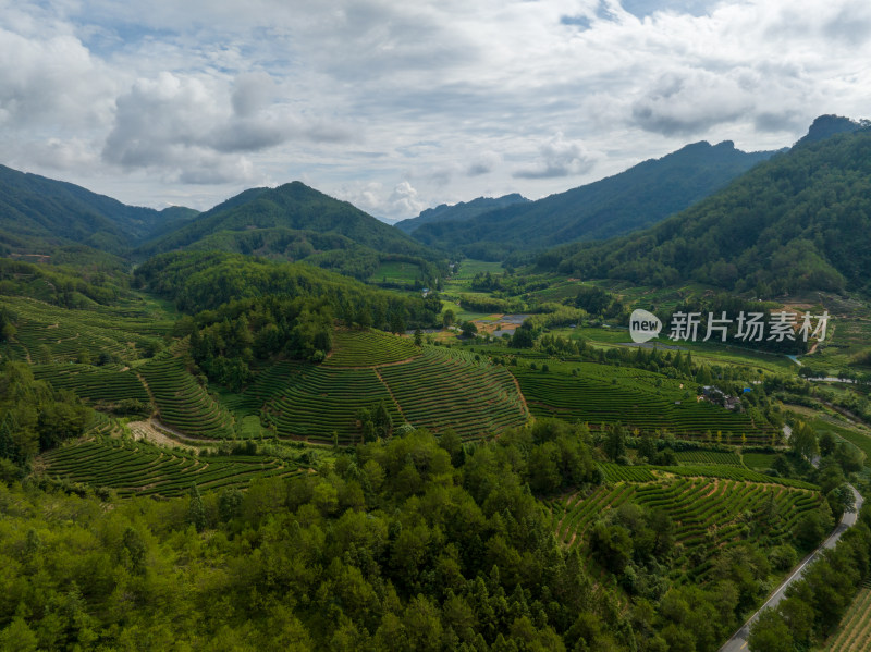 武夷山茶山茶园 优质大红袍产区