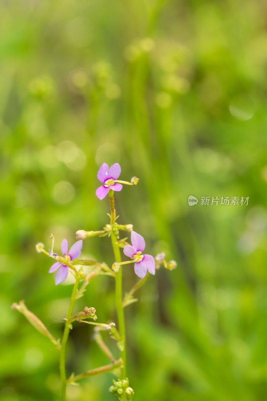 上海辰山植物园花柱草微距特写