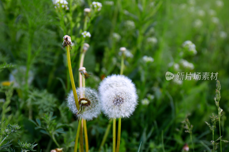 蒲公英特写