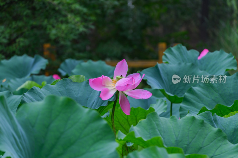 夏季荷塘荷花莲蓬荷叶特写