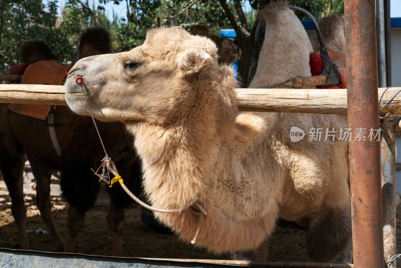 养殖棚里的骆驼