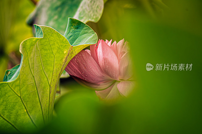 雨后荷花上的水珠