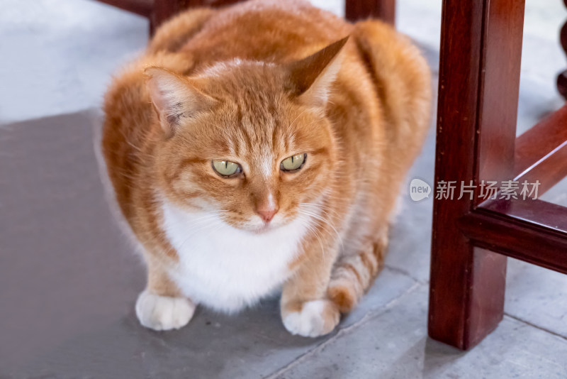 镜头中的橘猫特写