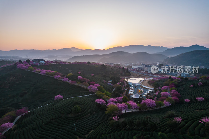 福建龙岩永福台品樱花茶园