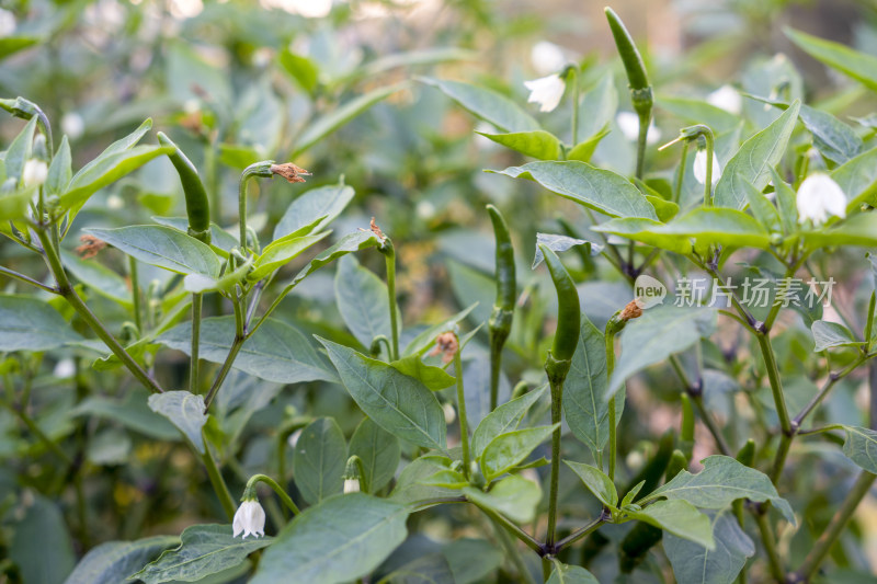 生长中的辣椒植株绿叶白花生机勃勃