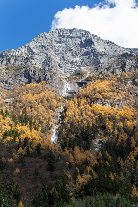 川西秋色，雪山与金色山林