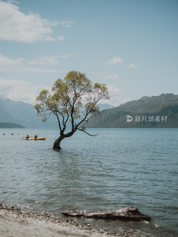 Wanaka孤独的树 湖中央的树