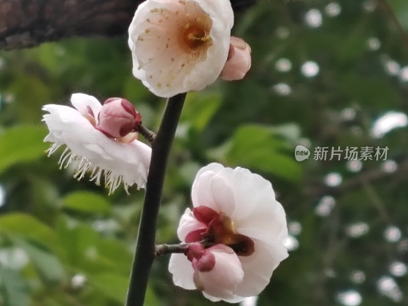 洁白的花朵，与绿色相互映衬