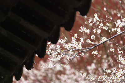 屋檐旁挂着雨滴的梅花特写