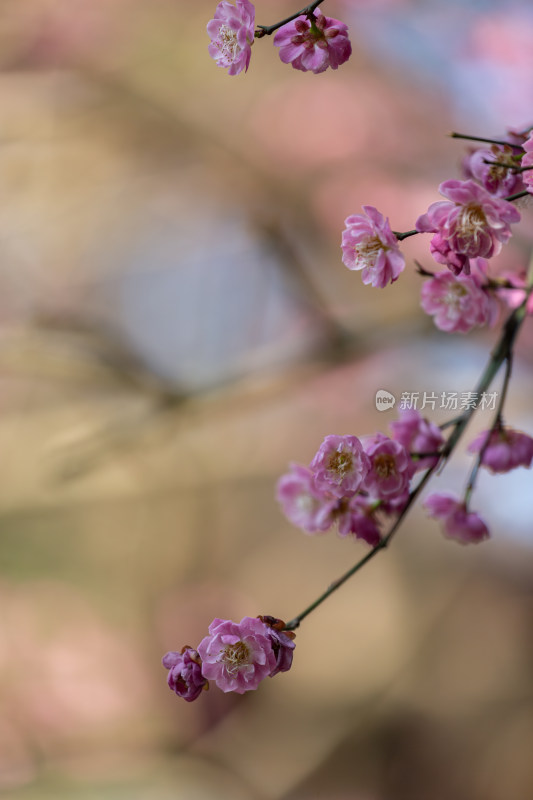 杭州花港观鱼枝头绽放的梅花特写