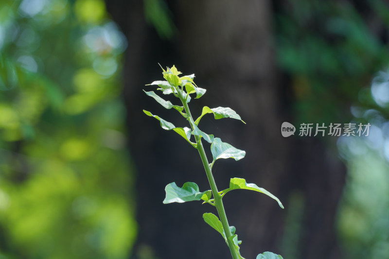 生长的植物叶子