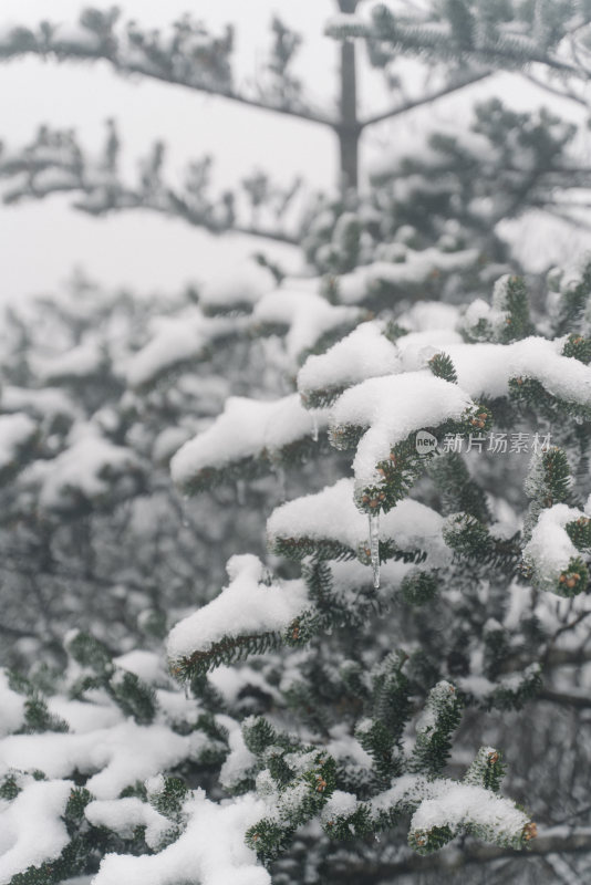 积雪覆盖的松树枝特写