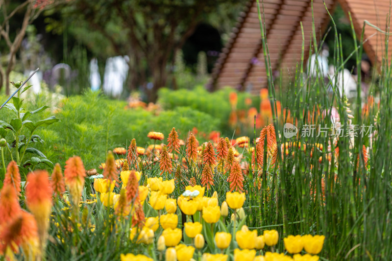 郁金香花