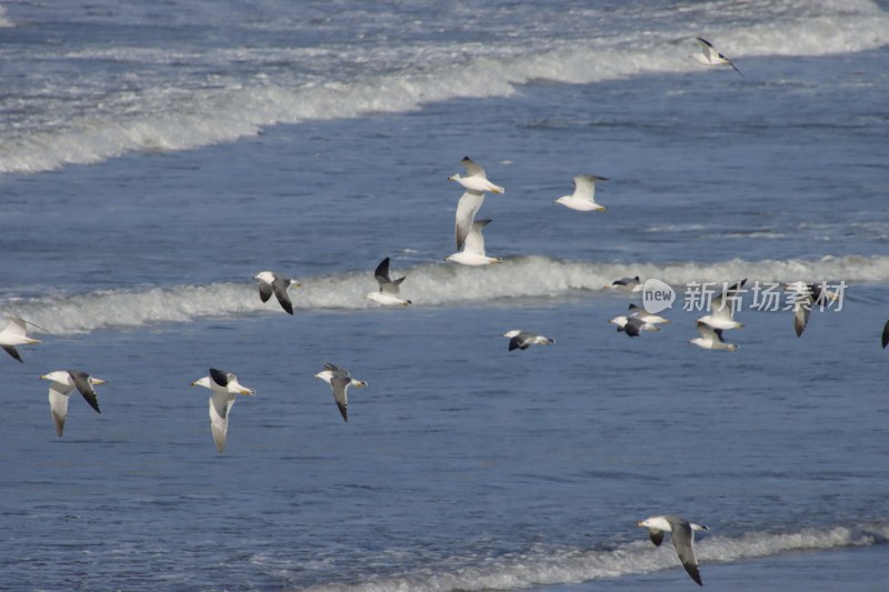 威海金海滩海水浴场海浪海鸥