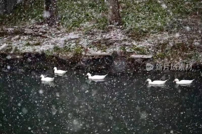 雪中的鸭子