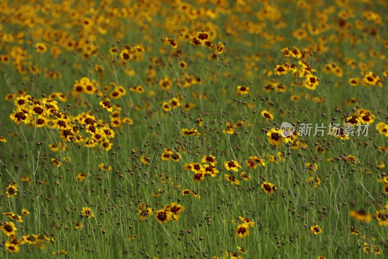 草地里的野花