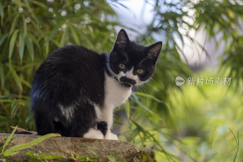 庭院里的黑白小花猫