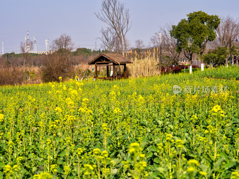 春天武汉东湖万国公园的油菜花