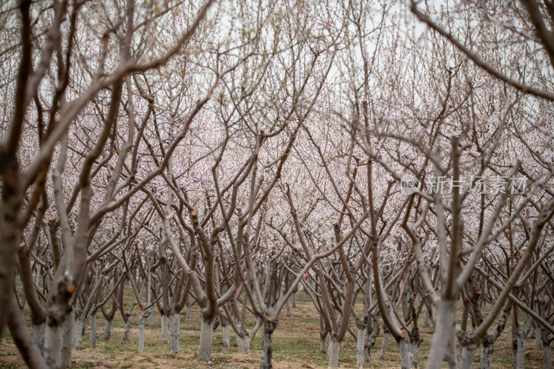 桃树桃花桃树林