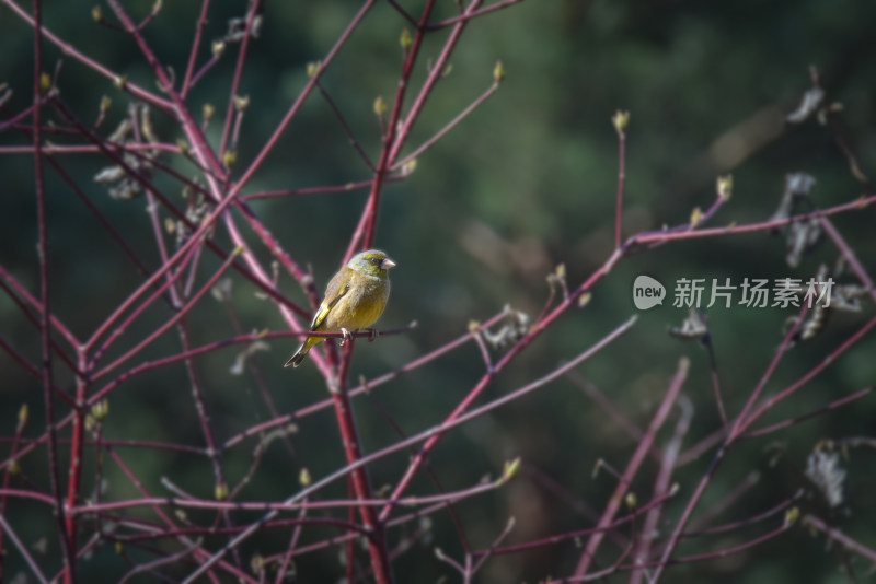 野生鸟类