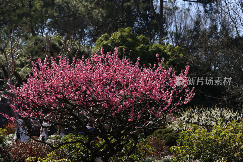 杭州西湖花港观鱼梅花盛开