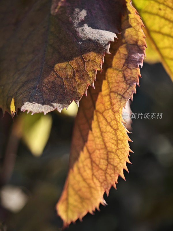 带刺植物上带有枯黄斑点的叶片