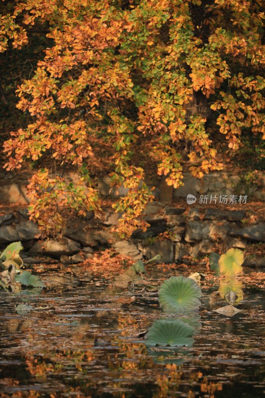 北京颐和园秋天风景