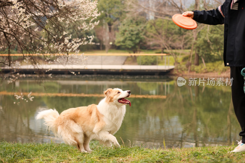 在草地上和主人玩飞盘的边境牧羊犬