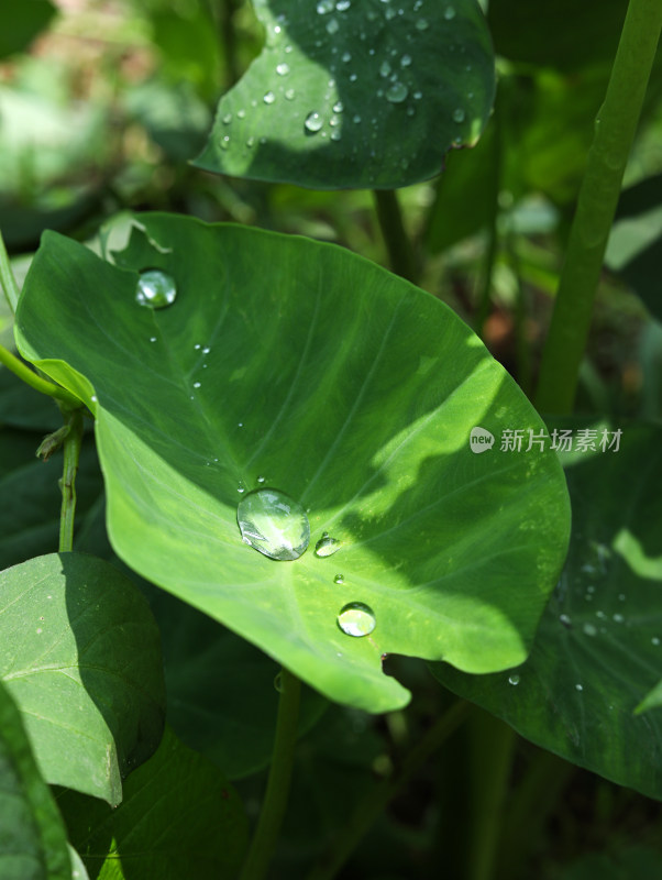 春天绿色的植物叶子树叶和水滴雨滴