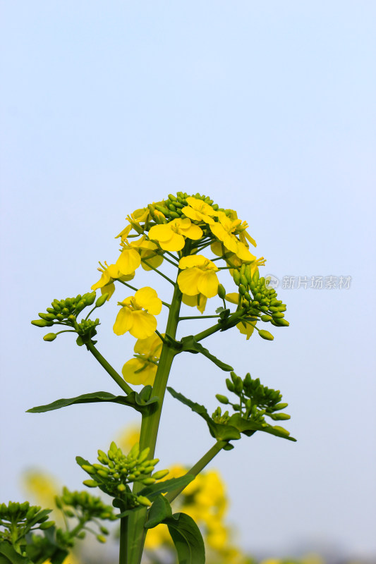 春天油菜花盛开