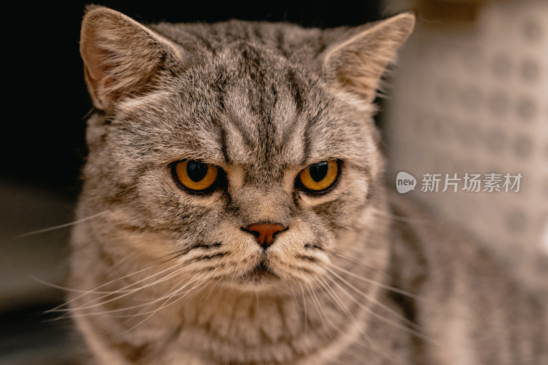 房间里可爱的宠物猫咪