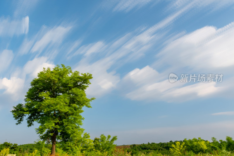 空旷原野上一棵树蓝天白云