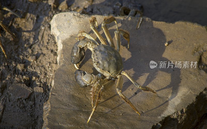 天津小站稻田蟹特写