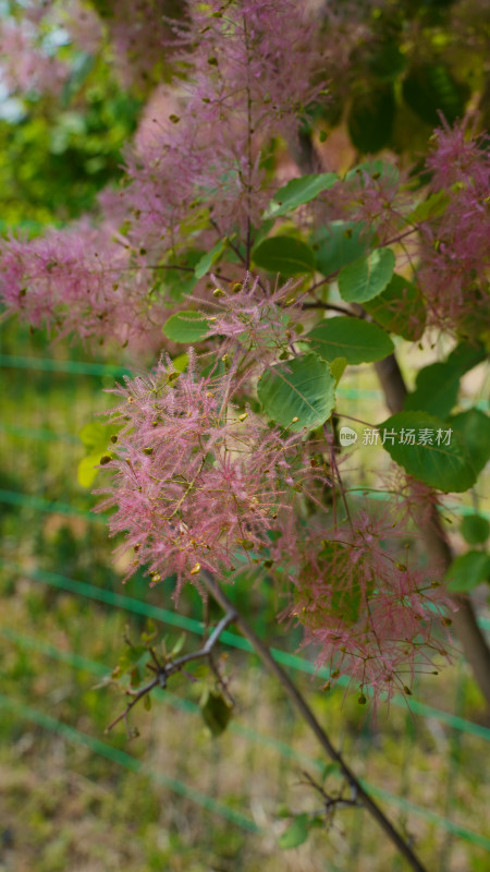 花草植物素材——黄栌花