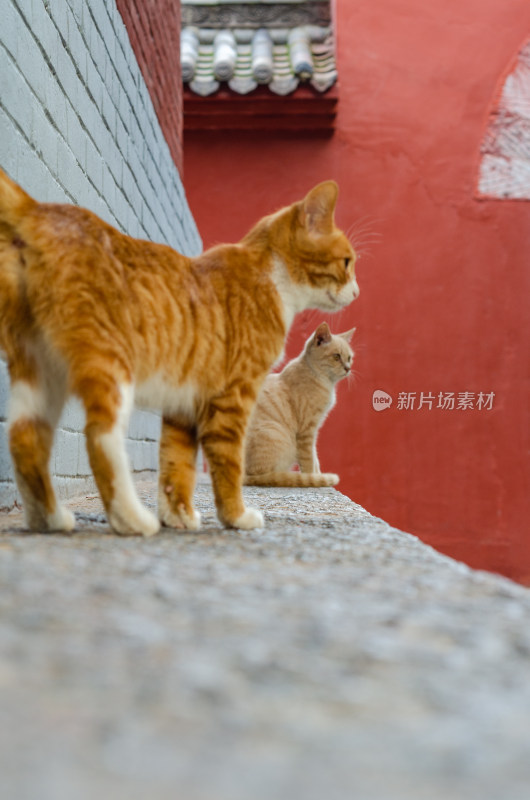 河南洛阳白马寺的两只可爱的猫