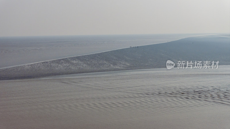 杭州钱塘江湿地滩涂候鸟白鹭