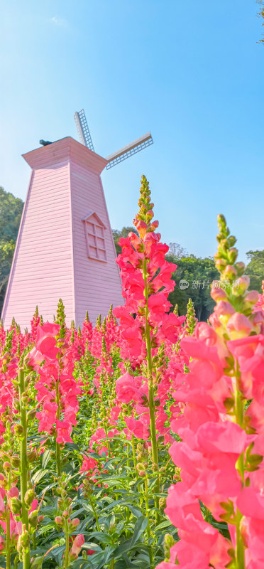 佛山市顺峰山公园盛开的金鱼草花海