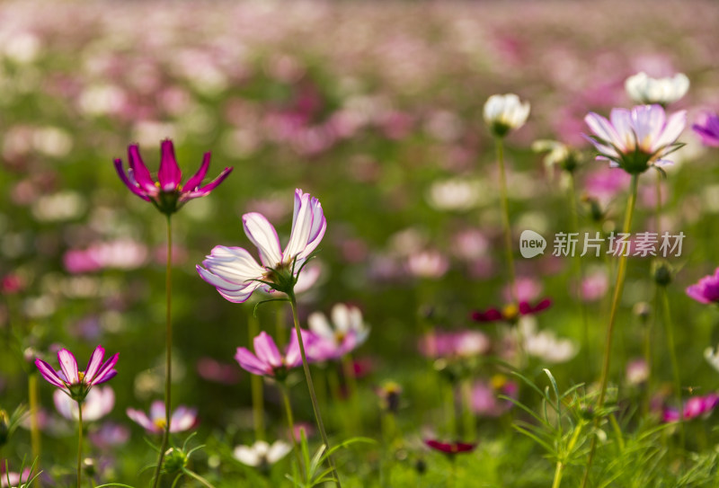 四季花卉盆景格桑花