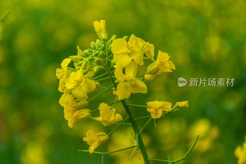 特写黄色油菜花