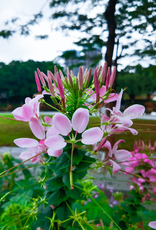 佛山千灯湖公园醉蝶花盛开