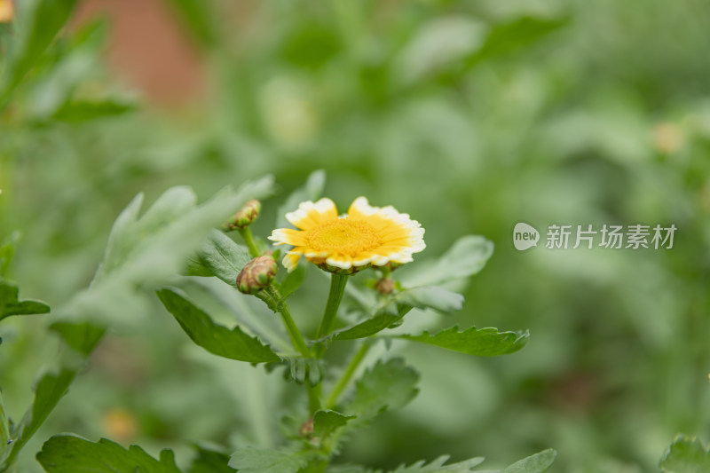 茼蒿菜、茼蒿花