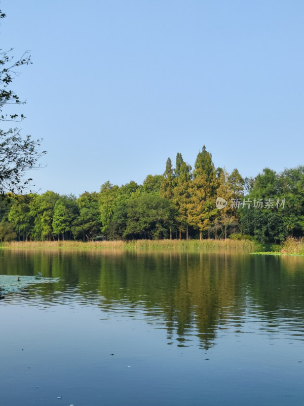 浴鹄湾湖畔树林自然风景