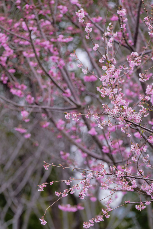 春日樱花季